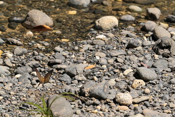 Many-banded daggerwing butterfly -Marpesia chiron, chironides subspecies- puddling on the Yumuri River, canyon area near the mouth. Baracoa-Cuba-585