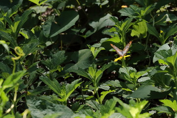 White peacock butterfly -Anartia jatrophae, Guantanamo subspecies- nectaring on the Yumuri River bank, canyon area near the mouth. Baracoa-Cuba-586