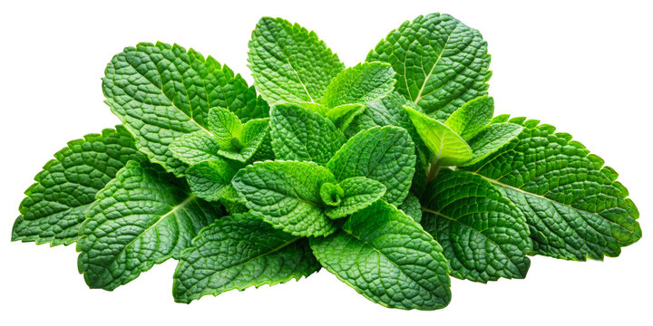 Fresh mint leaves isolated on transparent background