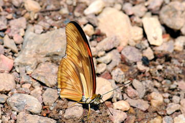  Butterfly of the Heliconiidae genus, Alagado River, Abadiânia, Goias State, Brazil, 2019