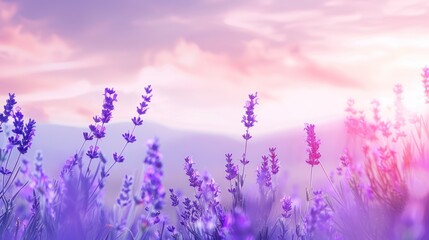Fototapeta premium Lavender Field at Sunset