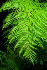 Details of natural green leaves in the outdoor garden, natural light, colorful green chlorophyll, organic space, gardening and details in the architectural area.