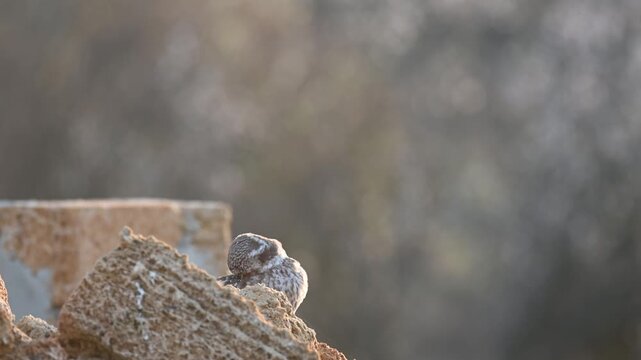 Little owl in natural habitat Athene noctua. A bird on a beautiful background. Slow motion. Copy space.