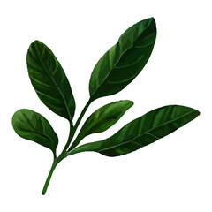 Lush green foliage branch with five leaves isolated on a white background.