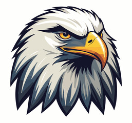 american bald eagle head