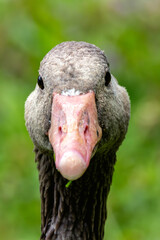 Greylag Goose (Anser anser) in the English Gardens, Munich, Germany