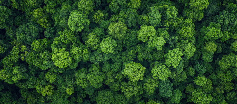 aerial view green forest tree texture and background, Natural green forest tree background, Tropical rainforest tree ecosystem environment, Texture and background of green tree forest.