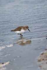 Dunlin (Calidris alpina) on Bull Island, Dublin, Ireland