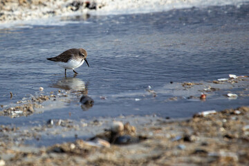 Dunlin (Calidris alpina) on Bull Island, Dublin, Ireland