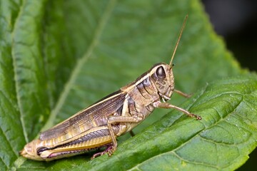 Macro photo of a grasshopper.