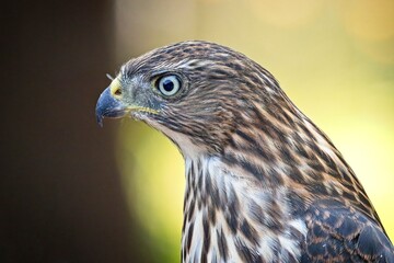 Portraiture of a cooper's hawk.