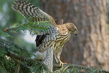 Hawk flaps its wings on a branch.