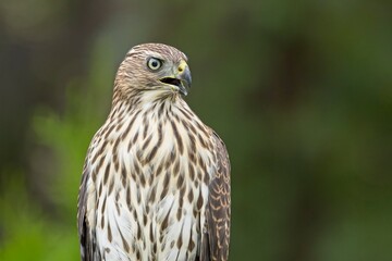 Cooper's hawk with beak open.