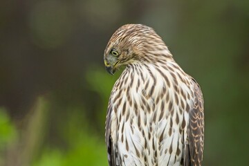 Cooper's hawk looks downward.