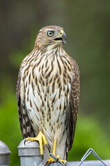 Cooper's hawk perched on a fence.