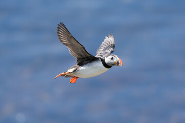 Atlantic puffin, common puffin - Fratercula arctica - in flight at blue backgroud. Photo from Grimsey Island in Iceland.