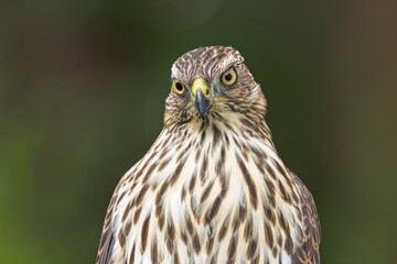 Close up of a cooper's hawk.