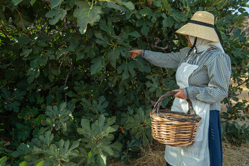 peasant woman collects the fruit of the fig tree