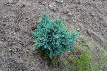 Close up of one young small plant of Juniperus Blue Star. Evergreen concept. Tallinn, Estonia. July 2024