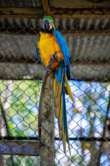 Macaw of the Peruvian jungle. In the Amazon jungle, near Iquitos, Peru. South America.