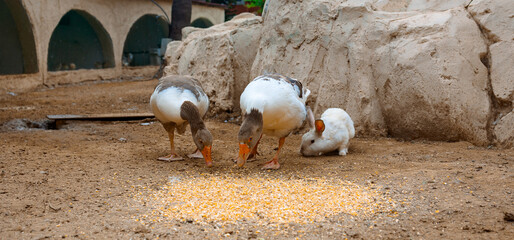 Countryside landscape with geese, rabbits, chickens, turkeys graze in poultry yard. Rural organic...