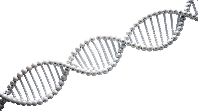 DNA strand model with silver and white beads isolated on transparent background