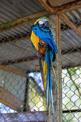 Macaw of the Peruvian jungle. In the Amazon jungle, near Iquitos, Peru. South America.