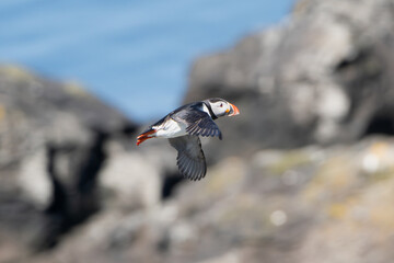 Atlantic puffin, common puffin - Fratercula arctica - in flight with rocks in backgroud. Photo from Grimsey Island in Iceland.