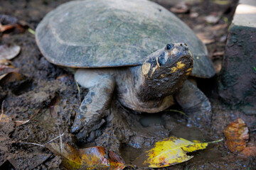 Close-up of Peruvian jungle turtle. In the Amazon jungle, near Iquitos, Peru. South America.