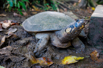 Close-up of Peruvian jungle turtle. In the Amazon jungle, near Iquitos, Peru. South America.