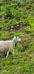 Obraz premium sheep close to Massvassbu area in isfjorden andalsnes norway fjord on a cold summer day