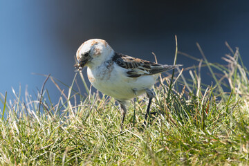 Snow bunting - Plectrophenax nivalis insulae in grass on ground. Photo from Grimsey Island in Iceland.