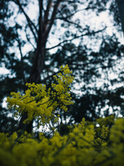 Yellow wattle