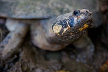 Close-up of Peruvian jungle turtle. In the Amazon jungle, near Iquitos, Peru. South America.