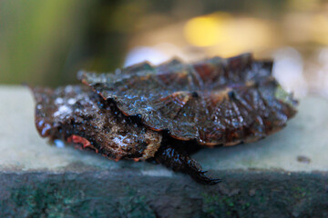 Matamata tortoise in the Peruvian jungle. In the Amazon jungle, near Iquitos, Peru. South America.