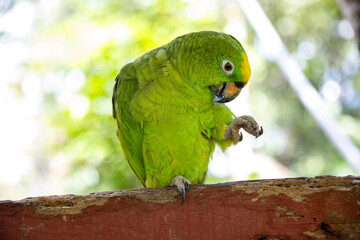 Small green parrot of the Peruvian jungle. In the Amazon jungle, near Iquitos, Peru. South America.