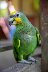 Small green parrot of the Peruvian jungle. In the Amazon jungle, near Iquitos, Peru. South America.