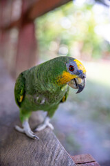 Small green parrot of the Peruvian jungle. In the Amazon jungle, near Iquitos, Peru. South America.