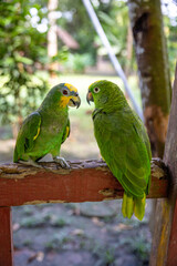 Small green parrot of the Peruvian jungle. In the Amazon jungle, near Iquitos, Peru. South America.
