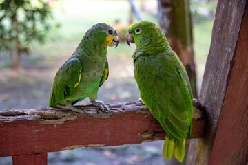 Small green parrot of the Peruvian jungle. In the Amazon jungle, near Iquitos, Peru. South America.