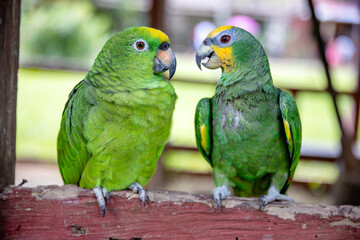 Obraz premium Small green parrot of the Peruvian jungle. In the Amazon jungle, near Iquitos, Peru. South America.
