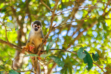 Small Peruvian jungle monkey. In the Amazon jungle, near Iquitos, Peru. South America.