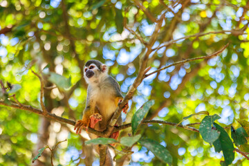 Small Peruvian jungle monkey. In the Amazon jungle, near Iquitos, Peru. South America.