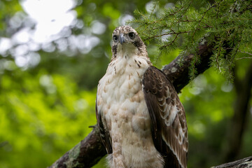 枝にとまるクマタカの若鳥