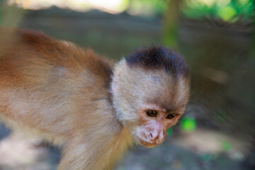 Small Peruvian jungle monkey. In the Amazon jungle, near Iquitos, Peru. South America.