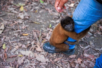 Small Peruvian jungle monkey. In the Amazon jungle, near Iquitos, Peru. South America.