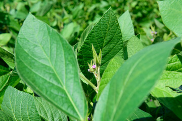 Soybean crop field , in the Buenos Aires Province Countryside, Argentina.