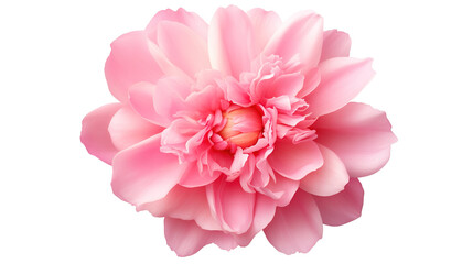 Fototapeta premium top view of beautiful pink peony and loose petals flowers on transparent png and white background