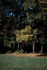 Autumn forest landscape. Yellowed leaves on trees in a national park. Orange and green shades of deep autumn. Calm and windless sunny weather.