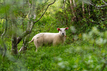 sheep in thw woods of Isfjorden andalsnes area - baby sheep and mama sheep in the fjord of norway